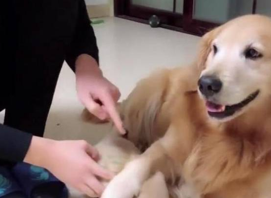 狗儿子犯错被教训,大金毛死活都拦着主人