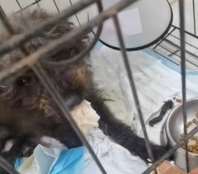 泰迪犬疑似被故意遗弃到山上,身上毛发脏乱后腿也断了