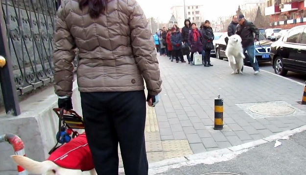 狭路相逢,萨摩耶挑衅导盲犬,导盲犬:你叫累了我再走