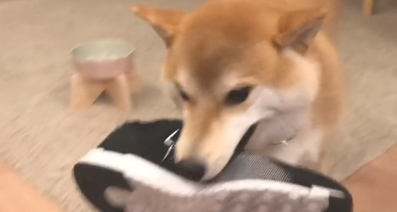 主人家带男朋友回家了,結果靴子却被柴犬藏起來,狗:别回来了