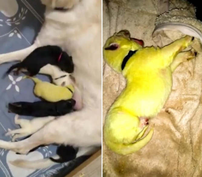 奇特!白色狗妈产下绿色狗崽主人家亲近叫它“浩克”