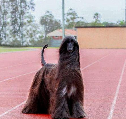最美阿富汗猎犬 | 世界最漂亮的狗?发如黑瀑,阿富汗猎犬,网络爆红