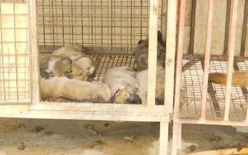 昆明一养殖基地60只狗中毒身亡,老板怀疑有人故意投毒