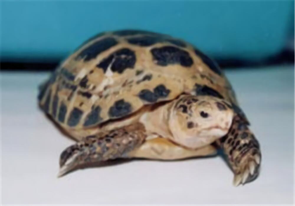 印度陆龟身份信息