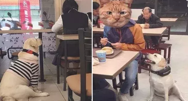 铲屎官常常带小狗去餐饮店用餐，汪：长那么胖怪我咯