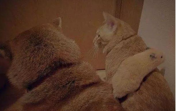 柴犬和猫咪总是蹲在一起看电视，像是两个久违的小伙伴