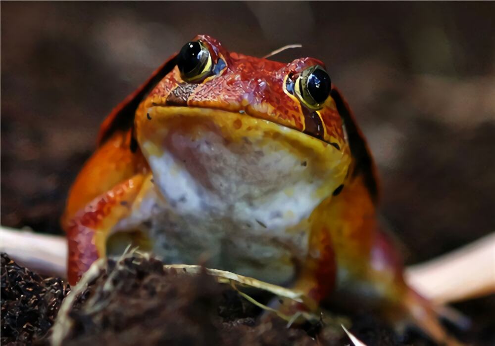 番茄蛙身份信息