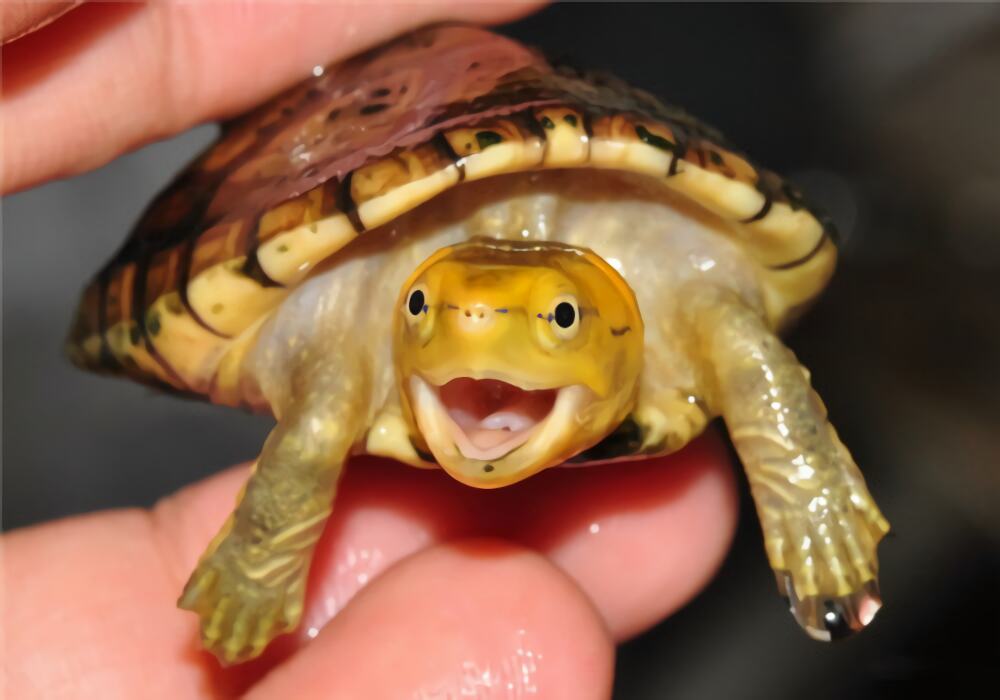 白唇泥龟身份信息