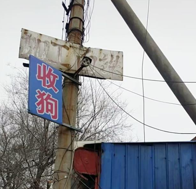 “收狗”牌子下的比熊犬,看见路人经过时,它的一个动作让人想哭