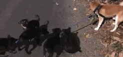 柴犬散步被小黑狗围攻,结果它的反应笑喷了
