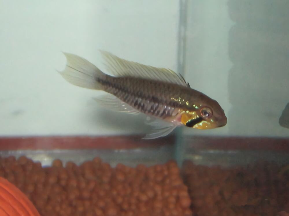 斑点短鲷身份信息