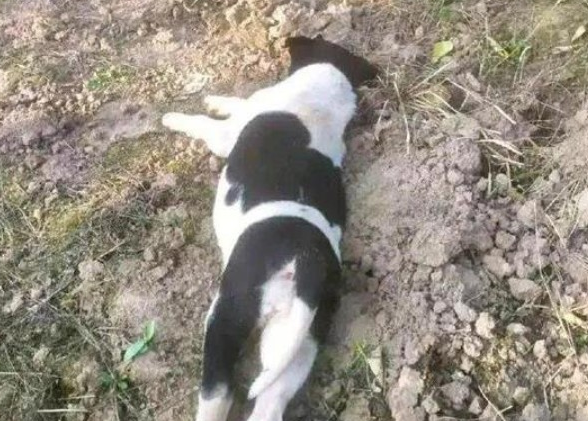 网友好心的把一只流浪犬的遗体埋了,結果……狗子:有毛病吧你?