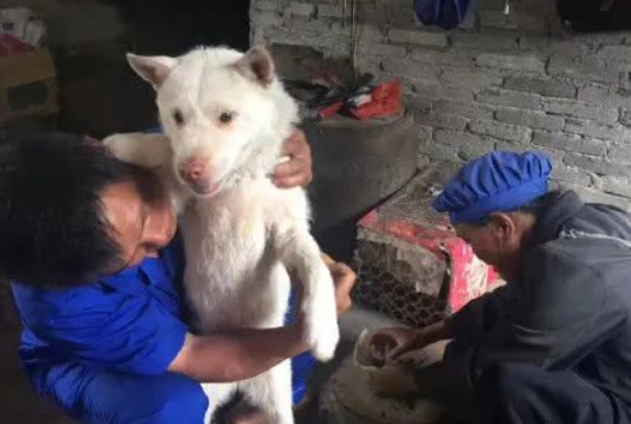 蛇咬伤了下司犬,主人亲自给它敷药,网友:下司犬可不一般