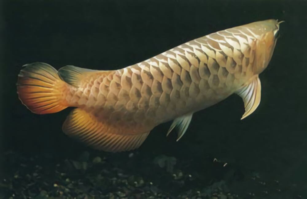 黑龙鱼身份信息