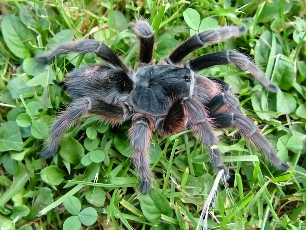 巴西灰烟雾身份信息