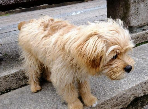 捡到一只怀孕流浪狗，带它去做绝育手术，这么做有错吗？