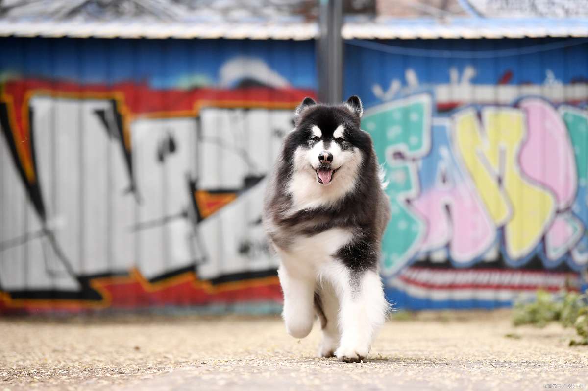 狂犬病毒致死率近百,被感染后怎么办?打疫苗前,建议先做这件事