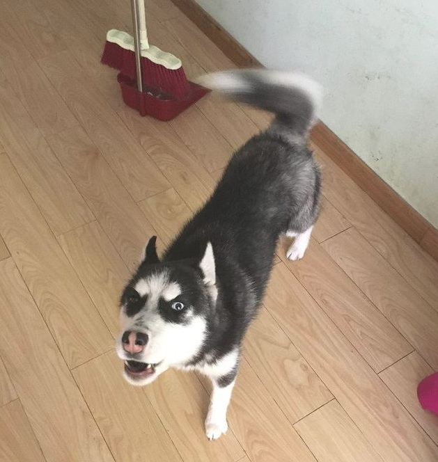 哈士奇发觉主人家偷自身犬粮,一气之下竟把主人家锁上在家里门口!