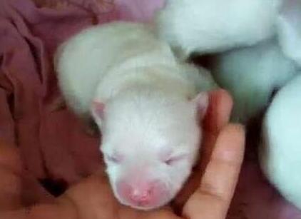 主人将狗踢全身骨折，得知治疗费后转身就走，心疼