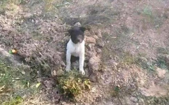网友好心的把一只流浪犬的遗体埋了,結果……狗子:有毛病吧你?