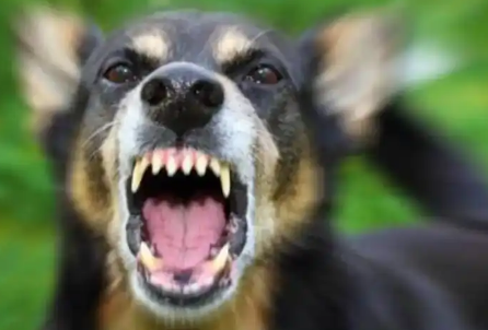 恶犬伤人,为何狗主人总能隐身?