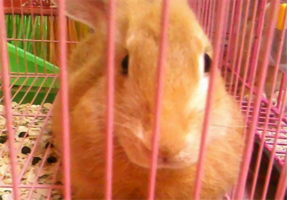 柏鲁美路兔身份信息