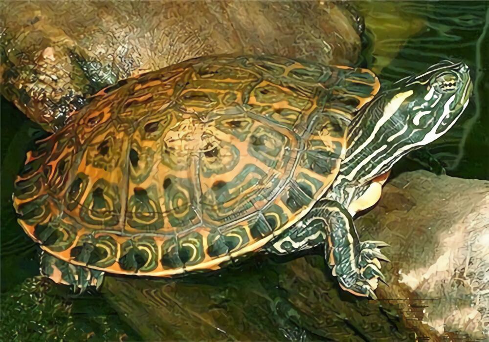 佛州甜甜圈龟身份信息