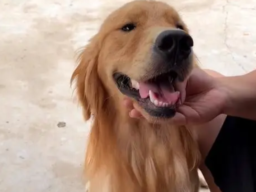 被主人打断腿自生自灭的金毛犬,历经一年,彻底改变