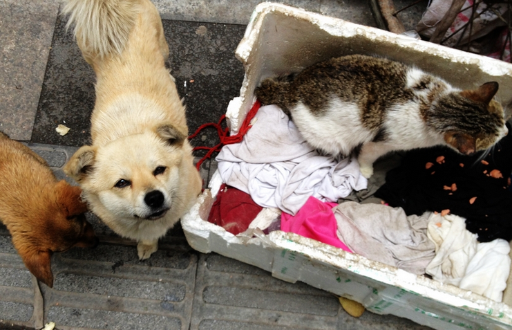 小区的流浪猫狗如何管理?上海政协委员从三方面支招