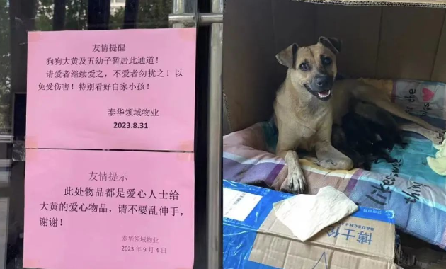 我为流浪狗发声!抵制大规模捕杀流浪狗!