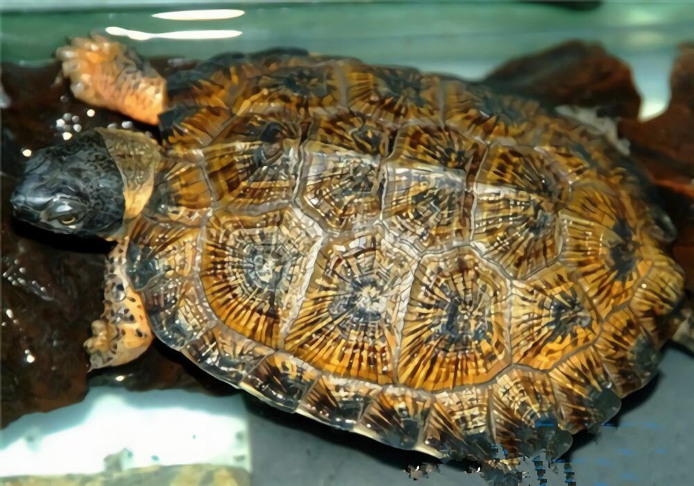 木雕水龟身份信息