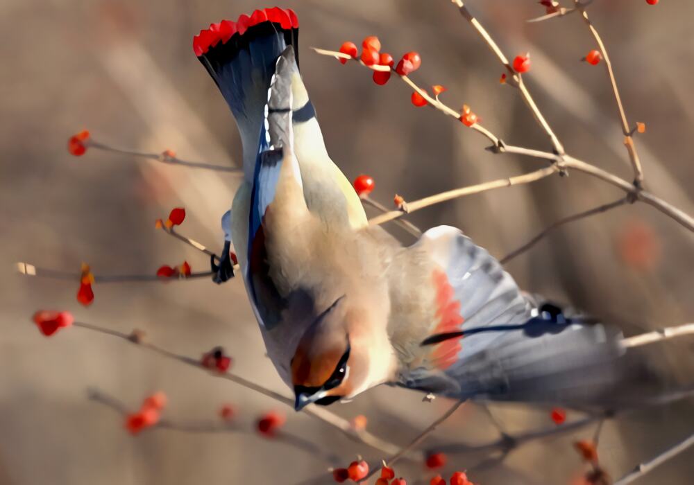 小太平鸟身份信息