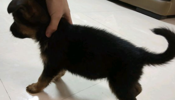 德牧刚进家时很羞涩，长大以后能够自身选狗粮吃，狗儿延展性很强