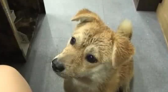 流浪狗身兼多职,每天面带笑容准点上班,只为获取食物照顾同伴