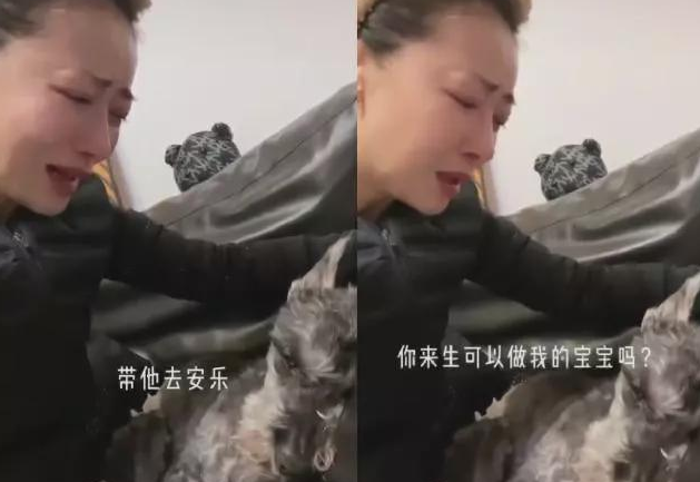 陈紫函爱犬离世崩溃大哭,将狗狗当孩子宠