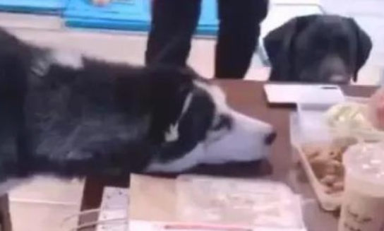 二哈贪吃浮想联翩的盯住主人的肉，狗狗：我也看一下就行