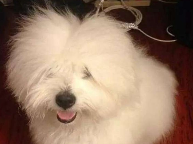 狗儿咬电线玩,一瞬间被电成这副样子,主人看过都笑岔气!