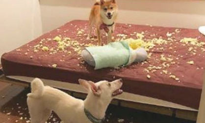 田园犬趁主人没有瘋狂拆家,柴犬见后不服气:我算是拆家小能人