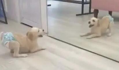 狗狗在穿婴儿尿布立在镜子前,这一幕瞬间无法控制!