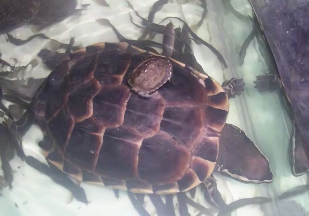 马来食螺龟身份信息