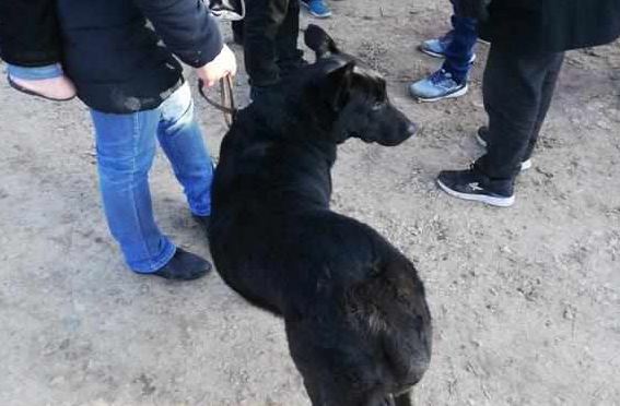 买主已经购买的黑狼犬却因自己力气小带不走,无奈让卖家帮忙!