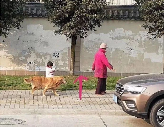 偶遇一位奶奶牵孙女遛狗,可仔细看了下,奶奶是不是牵错了?
