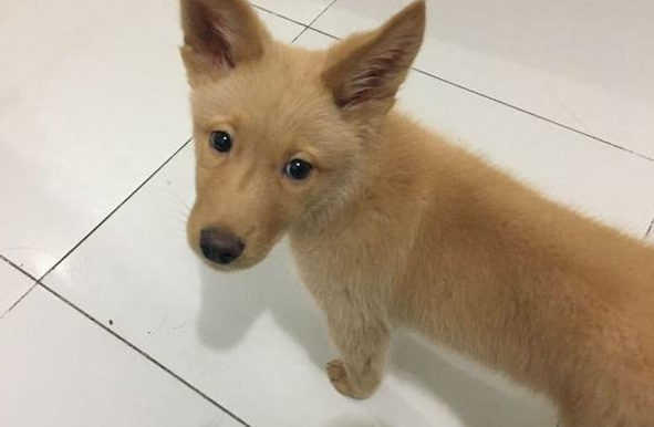 公交站一只流浪犬追随女生到了车,把它抱下车时的那一刻好舍不得