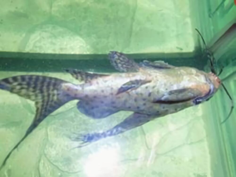 反游猫身份信息