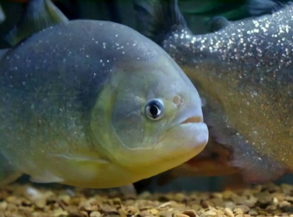 食人鲳身份信息