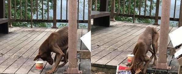 狗狗死守废凉亭 眼神悲泣瘦到肋骨凸不知在等谁