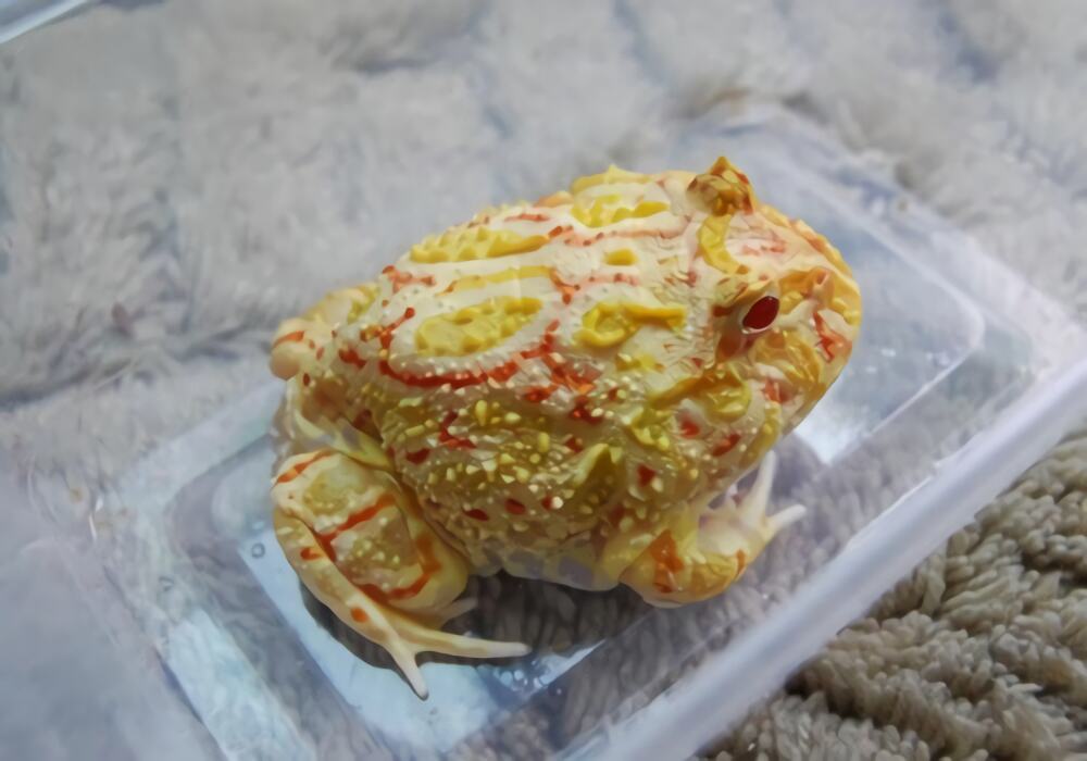 南美角蛙身份信息