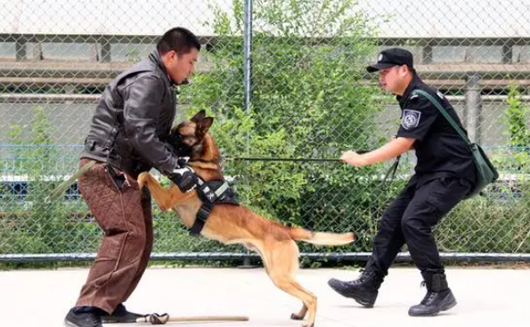 为训练出勇猛机警的警犬,他们每年被扑咬上千次
