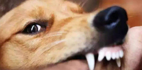 如果被动物咬伤了怎么办?特别是自己家的小猫小狗