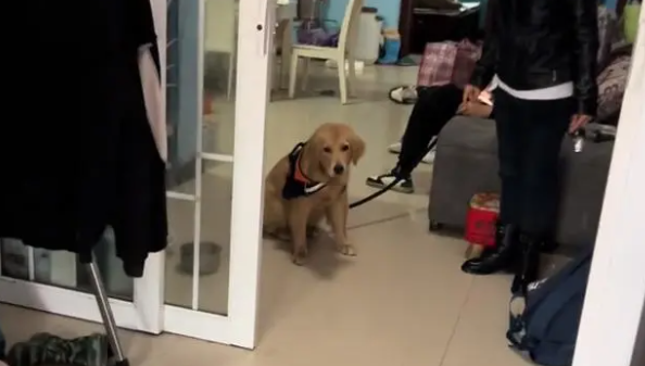 主人没时间,金毛犬就要送人,狗主:狗免费,要补点狗粮钱